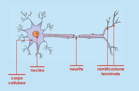 Il tessuto nervoso